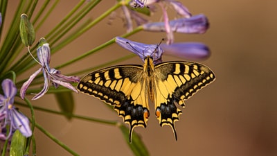 紫色花上的黄黑蝴蝶